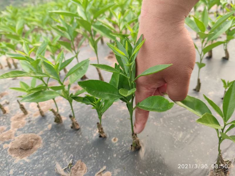 长叶香橙苗（一年苗），原产地品种，品质保证。
