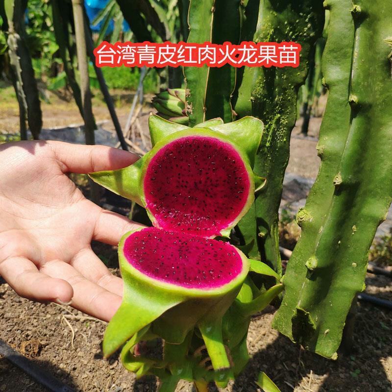 青皮红肉火龙果苗台湾青龙火龙果苗火龙果苗青皮果苗