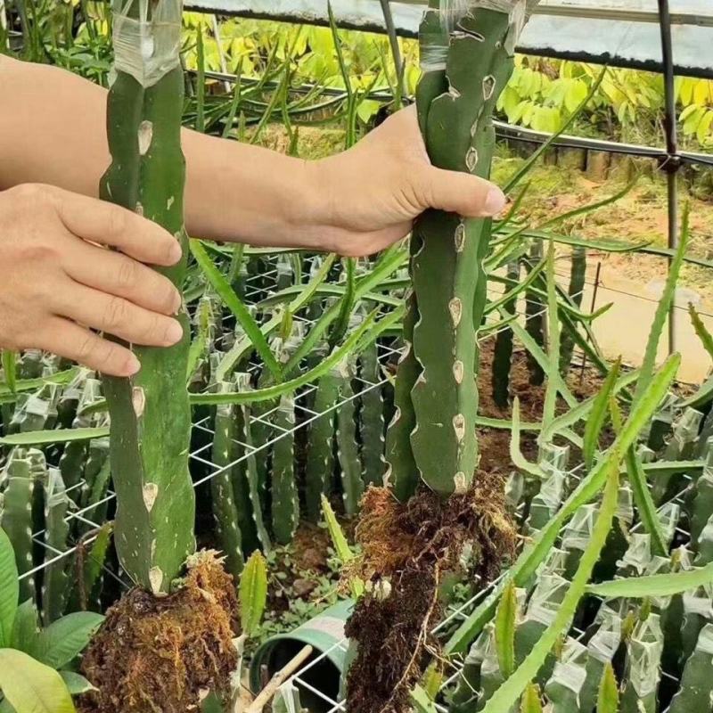 青皮红肉火龙果苗台湾青龙火龙果苗火龙果苗青皮果苗