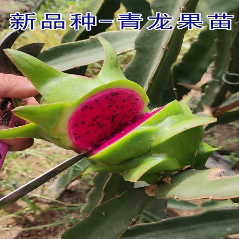 青皮红肉火龙果苗台湾青龙火龙果苗火龙果苗青皮果苗