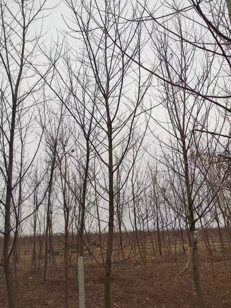 基地直销枫杨小苗，枫杨树