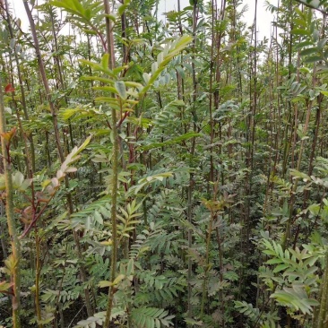 基地直销枫杨小苗，枫杨树