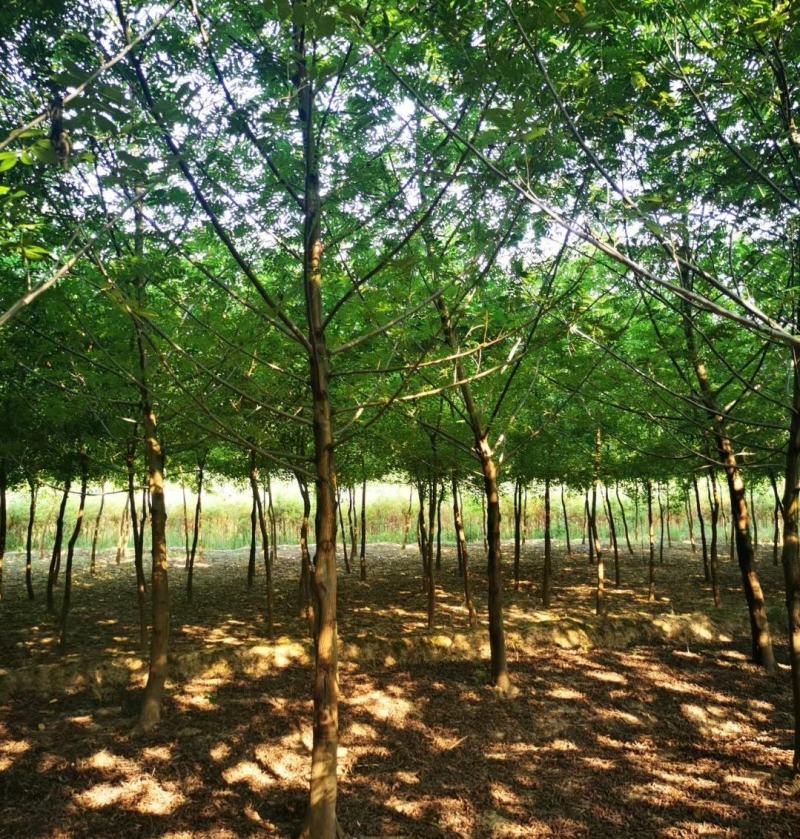 基地直销枫杨小苗，枫杨树