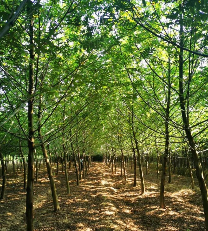基地直销枫杨小苗，枫杨树
