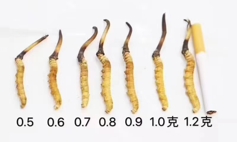 新鲜虫草新鲜冬虫夏草一件代发