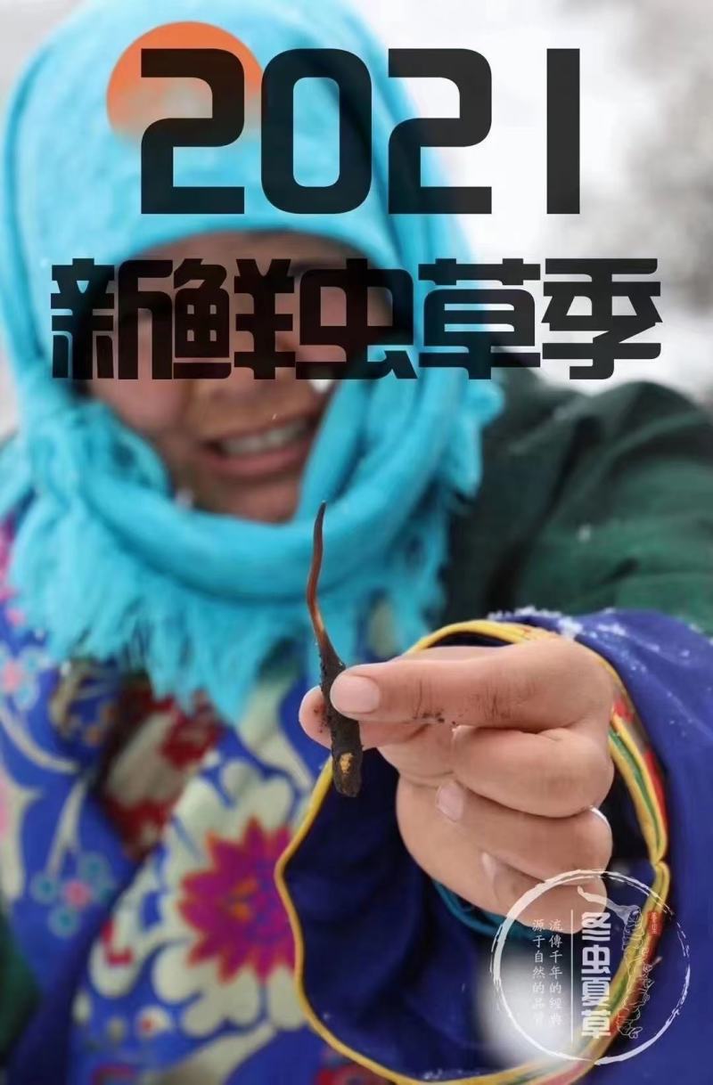 新鲜虫草新鲜冬虫夏草一件代发
