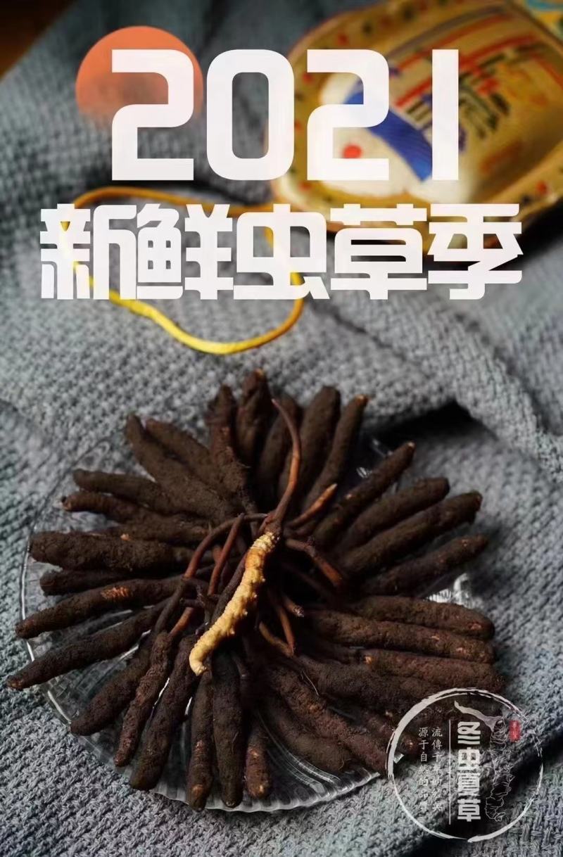 新鲜虫草新鲜冬虫夏草一件代发
