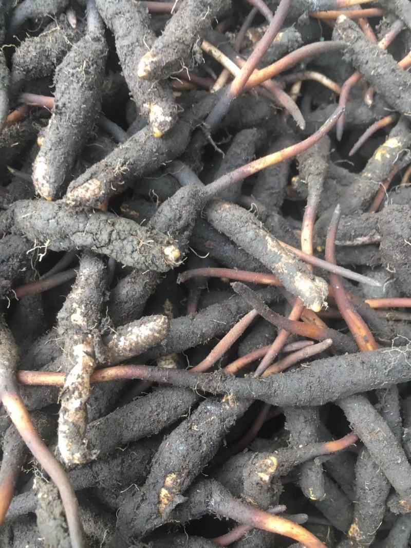 新鲜虫草新鲜冬虫夏草一件代发