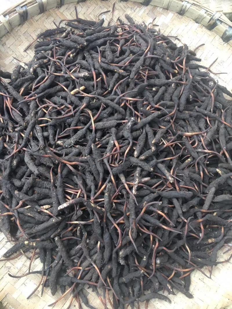 新鲜虫草新鲜冬虫夏草一件代发