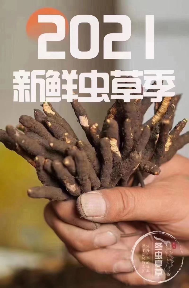 新鲜虫草新鲜冬虫夏草一件代发