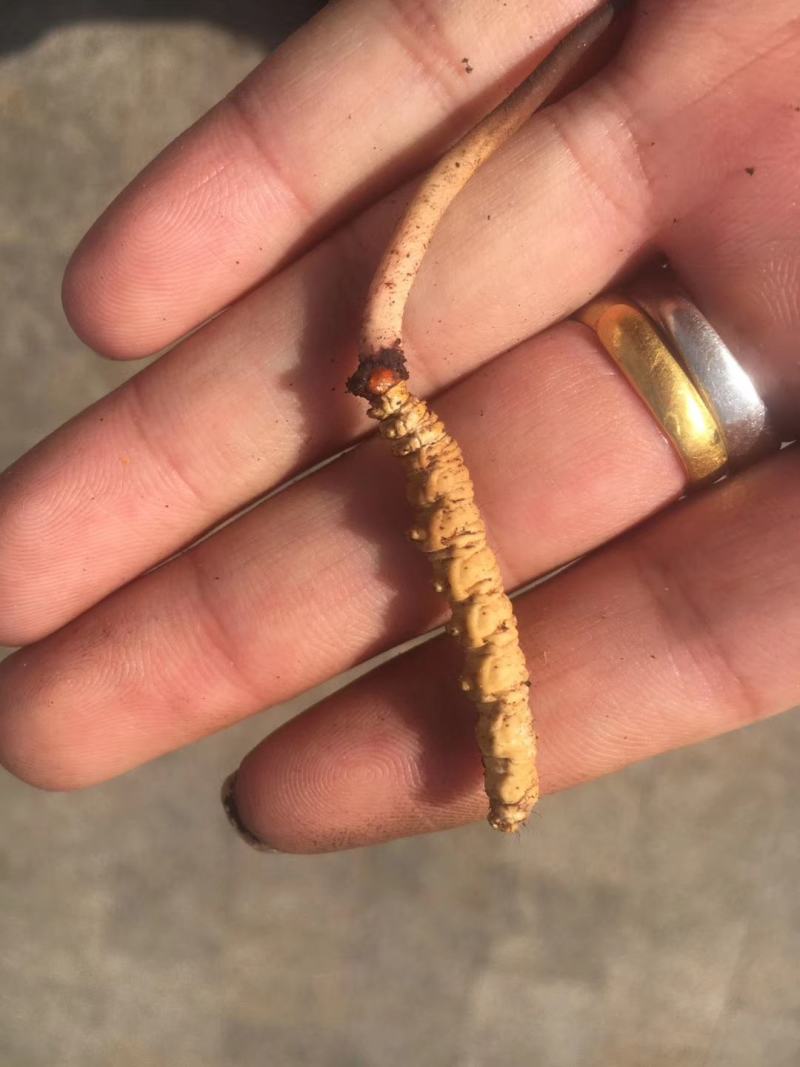新鲜虫草新鲜冬虫夏草一件代发