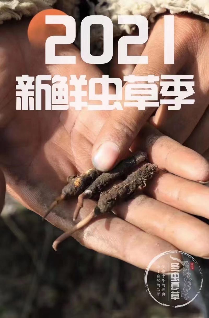 新鲜虫草新鲜冬虫夏草一件代发