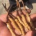 新鲜虫草新鲜冬虫夏草一件代发