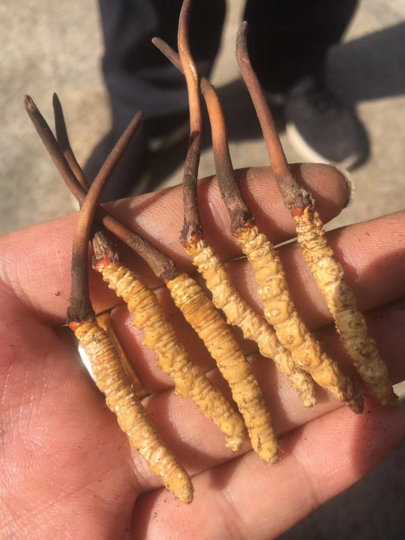 新鲜虫草新鲜冬虫夏草一件代发