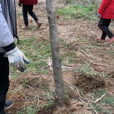 占地海棠，清地处理北美海棠，5-6-7-8-9-10公分