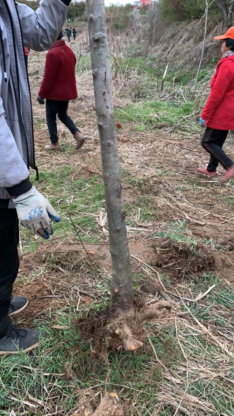 占地海棠，清地处理北美海棠，5-6-7-8-9-10公分