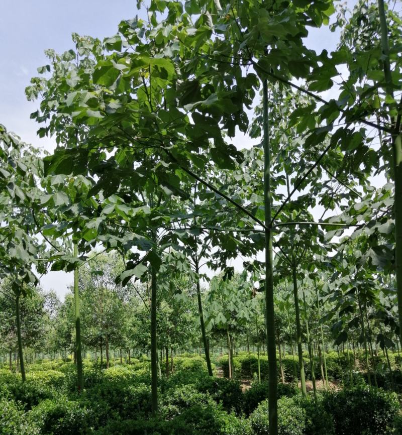 优质供应各种规格青桐树苗