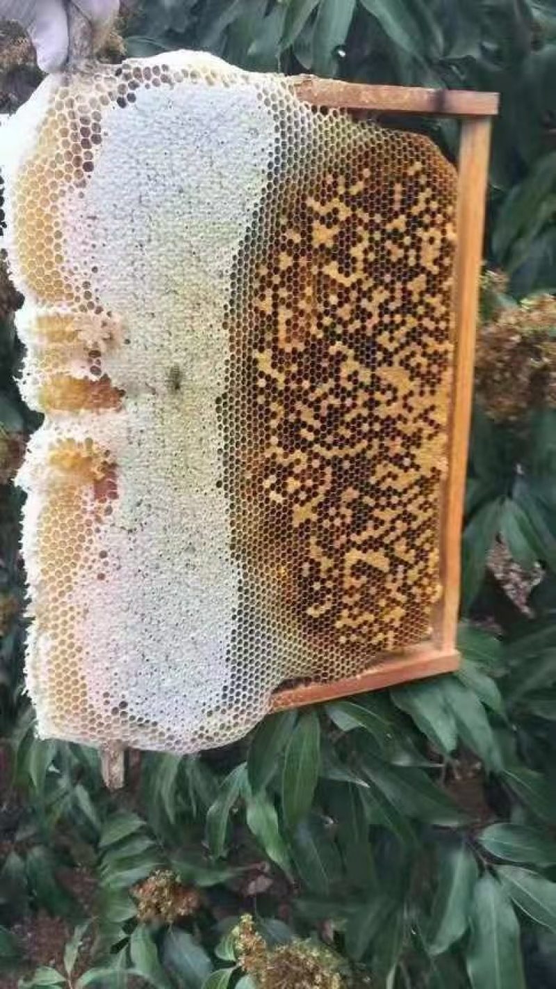 全国著名荔枝之乡农家纯蜂蜜
