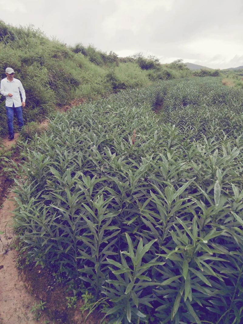 出售优质高山龙牙百合和种球