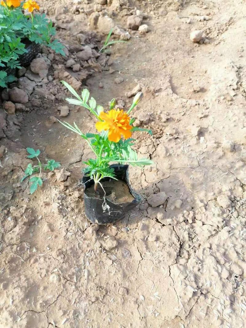 孔雀草山东孔雀草青州货源孔雀草全国孔雀草