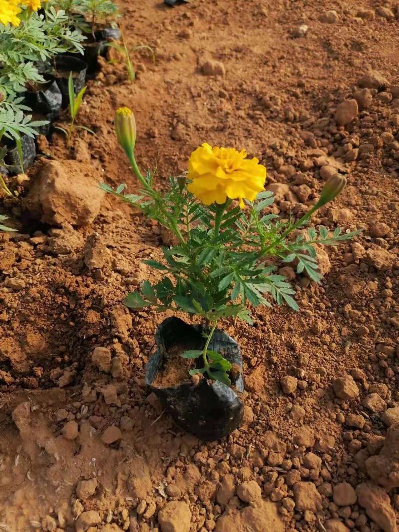 孔雀草山东孔雀草青州货源孔雀草全国孔雀草