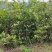 蚊姆树，绿化工程用苗。基地批发，量大从优。
