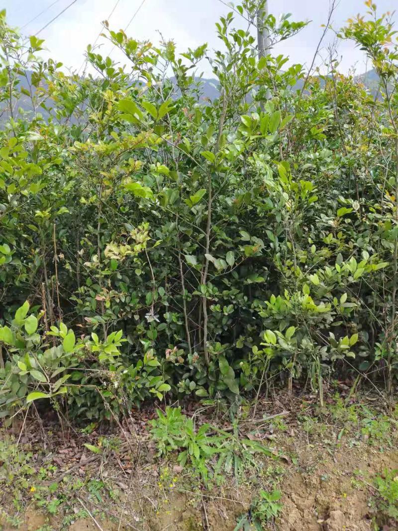蚊姆树，绿化工程用苗。基地批发，量大从优。