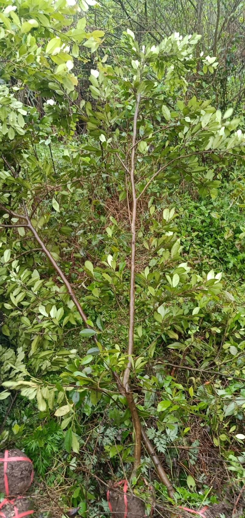 蚊姆树，绿化工程用苗。基地批发，量大从优。