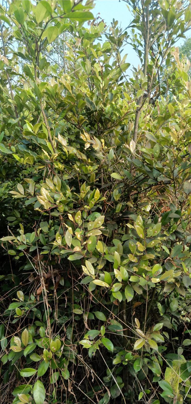 蚊姆树，绿化工程用苗。基地批发，量大从优。
