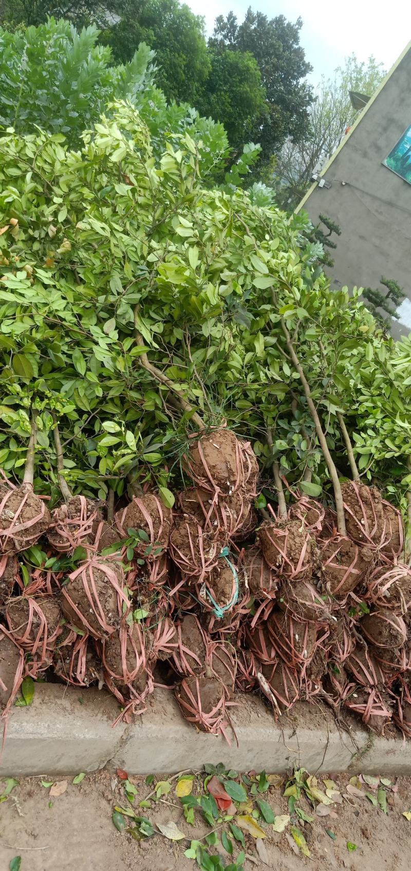 蚊姆树，绿化工程用苗。基地批发，量大从优。