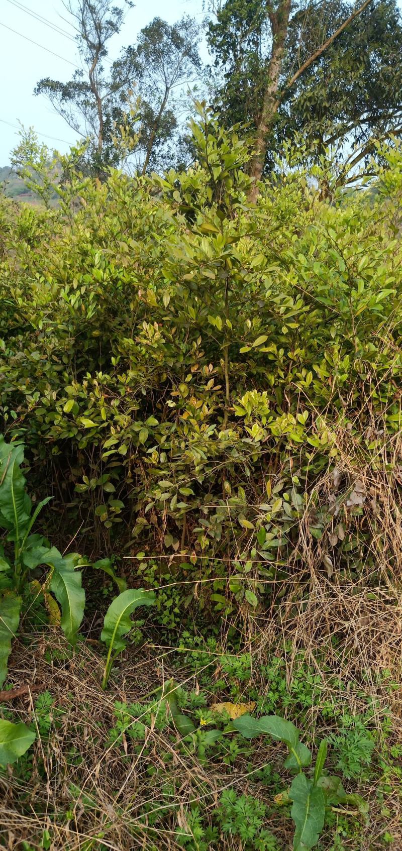 蚊姆树，绿化工程用苗。基地批发，量大从优。