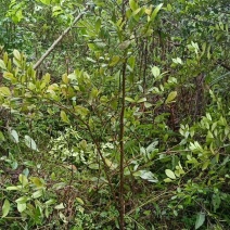 蚊姆树，绿化工程用苗。基地批发，量大从优。