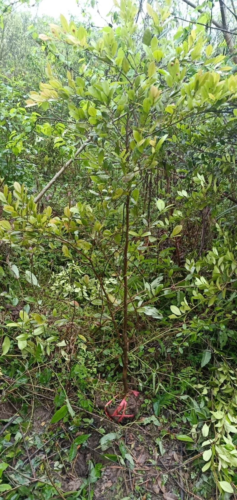蚊姆树，绿化工程用苗。基地批发，量大从优。
