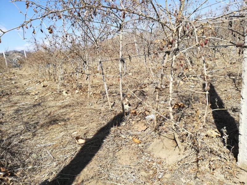 河北1-8公分枸杞树工程树盆景树占地树支持线上交易