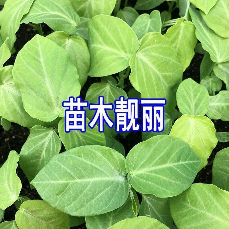 《当年结果》热情果苗哥伦比亚纯甜百香果苗树南方种植四季