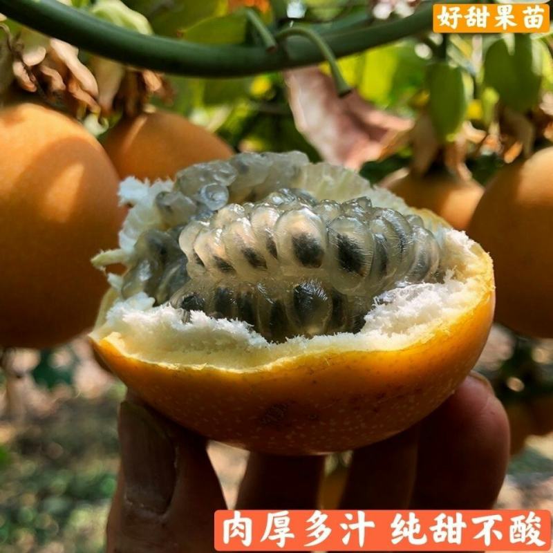 《当年结果》热情果苗哥伦比亚纯甜百香果苗树南方种植四季