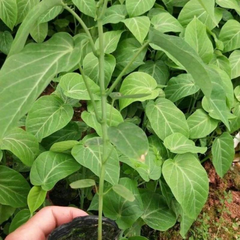 《当年结果》热情果苗哥伦比亚纯甜百香果苗树南方种植四季