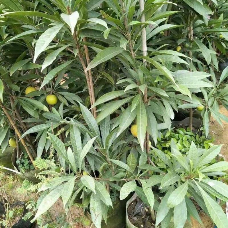 蛋黄果苗鸡蛋果树苗四季可结果肉如蛋黄可盆栽新品种