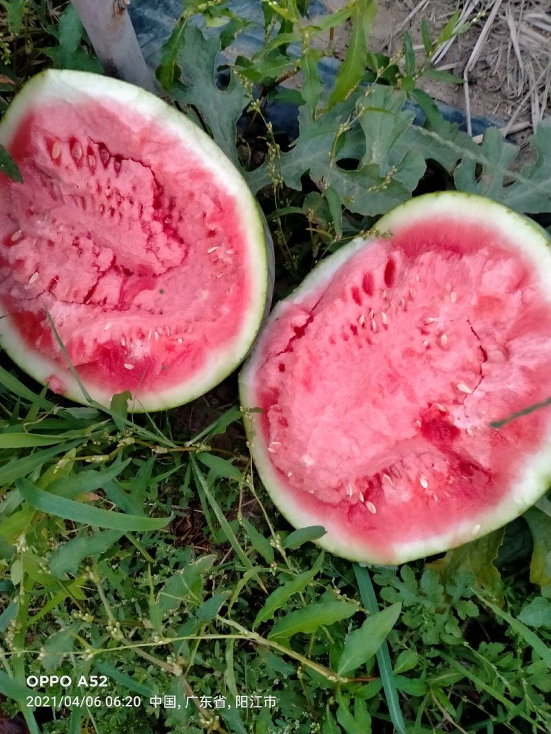 广东甜王西瓜大量上市，价格美丽，质量保证