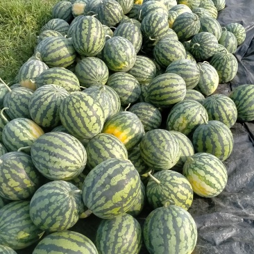 广东甜王西瓜大量上市，价格美丽，质量保证
