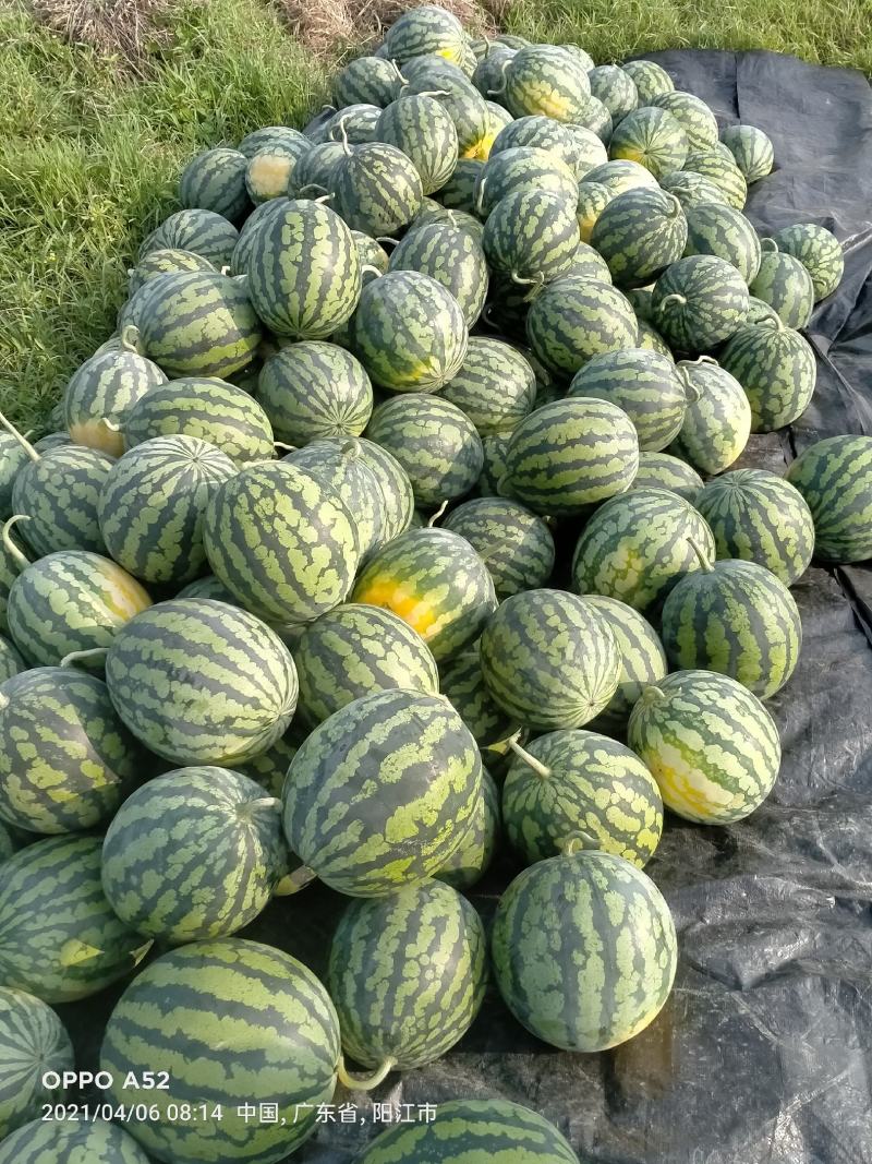 广东甜王西瓜大量上市，价格美丽，质量保证