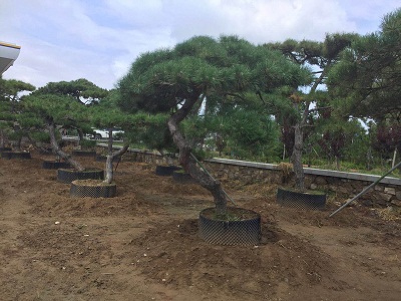 造型松.......