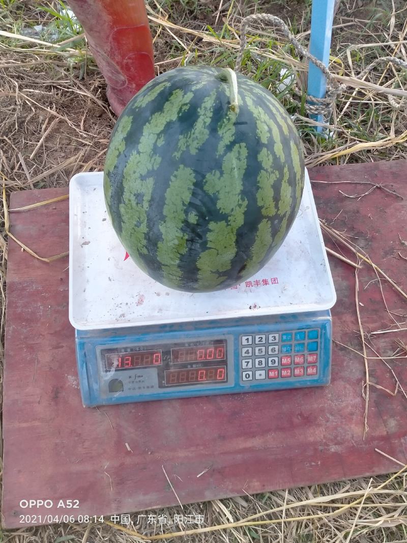 广东甜王西瓜大量上市，价格美丽，质量保证