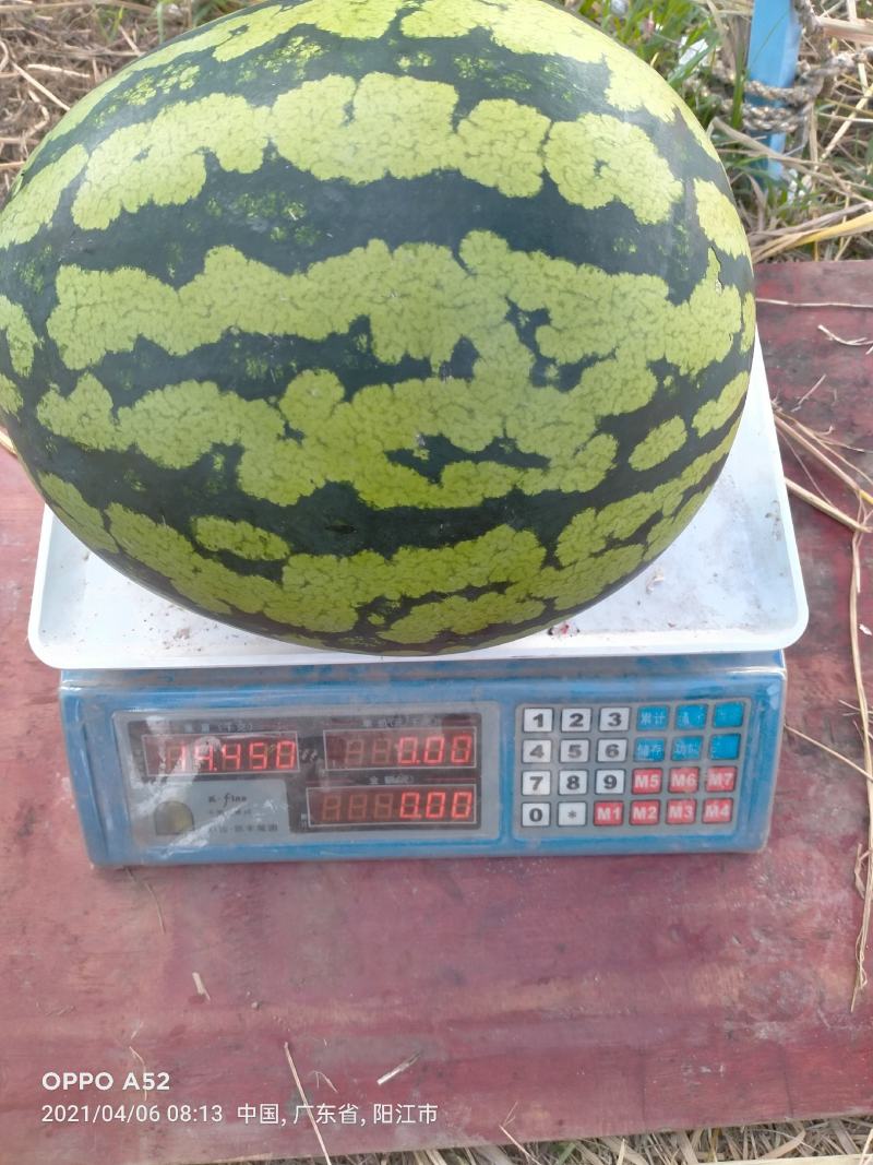 广东甜王西瓜大量上市，价格美丽，质量保证