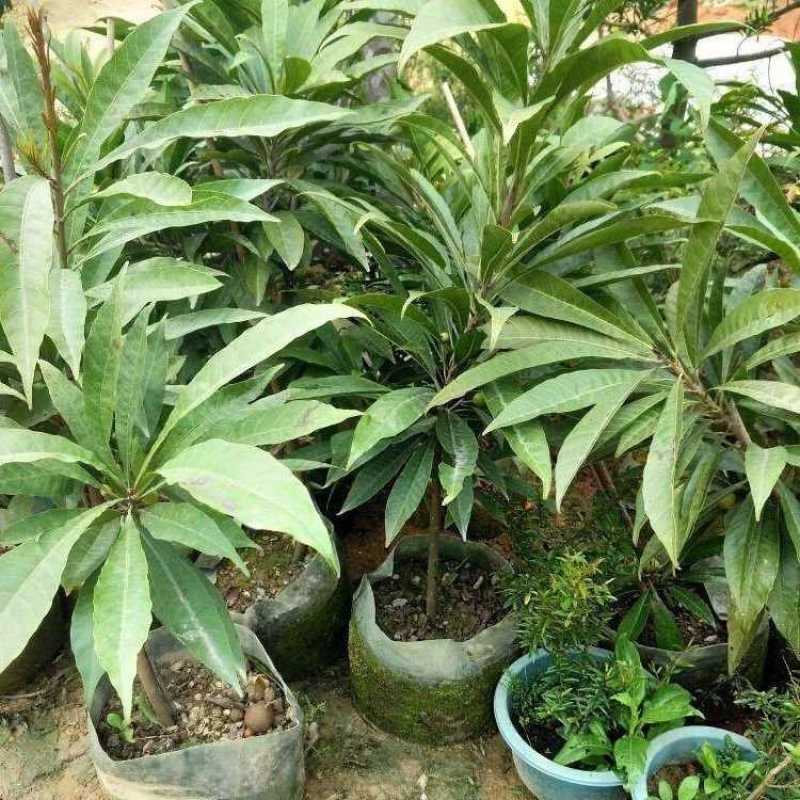 蛋黄果苗鸡蛋果树苗四季可结果肉如蛋黄可盆栽新品种