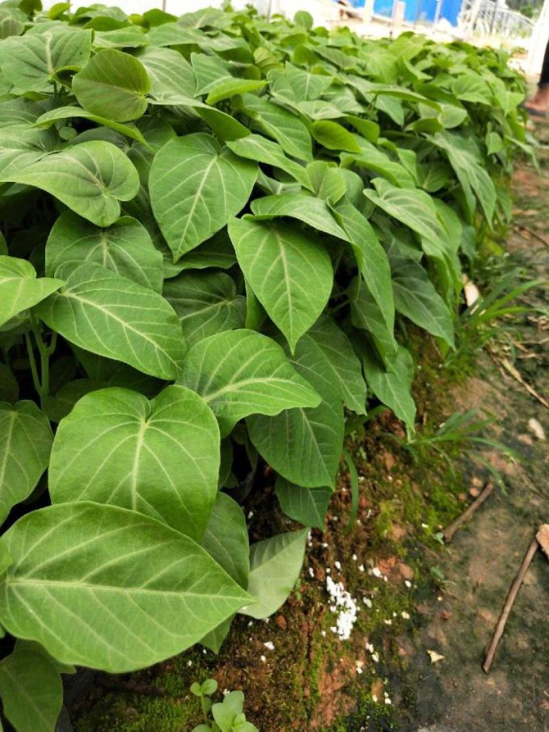 《当年结果》热情果苗哥伦比亚纯甜百香果苗树南方种植四季