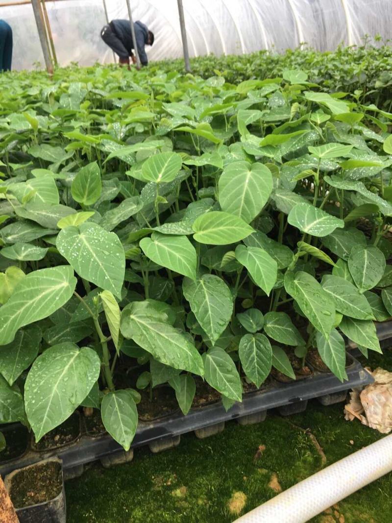 《当年结果》热情果苗哥伦比亚纯甜百香果苗树南方种植四季