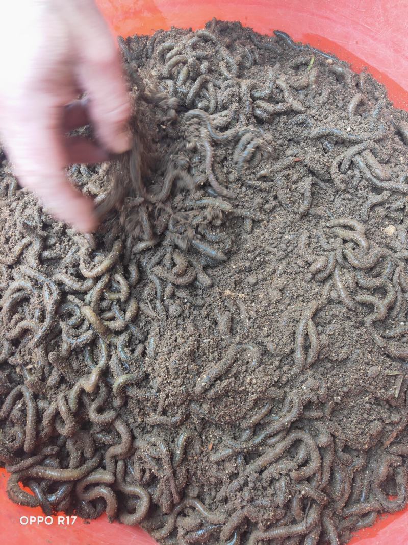 汗蚯蚓青蚯蚓黑蚯蚓做干货