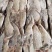 新鲜冷冻狭鳕鳕鱼明太鱼去头去内脏大量现货