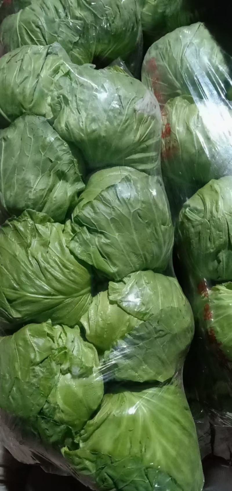 甘蓝，精品甘蓝，产地直销，一手货源，直供商超